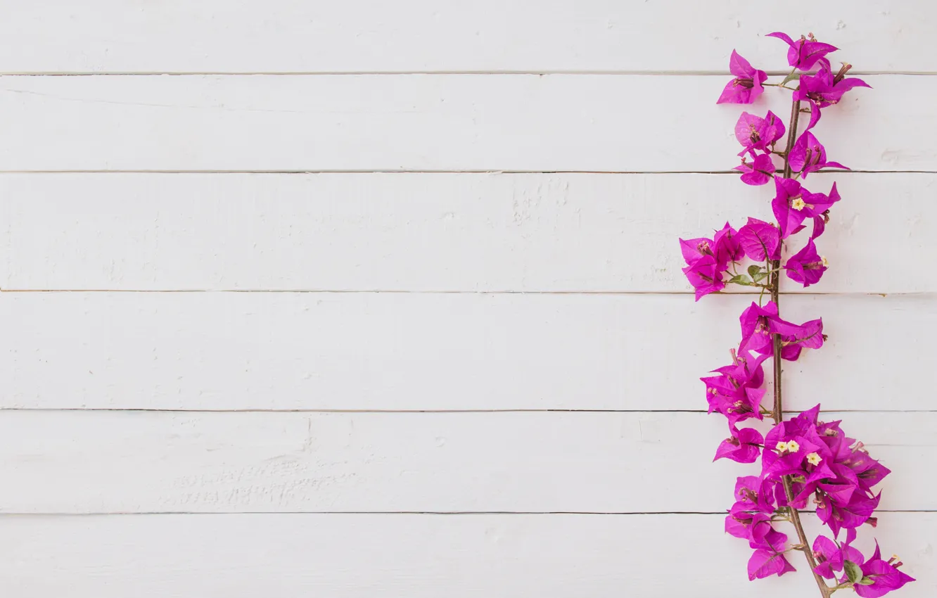 Photo wallpaper flowers, branches, background, Board