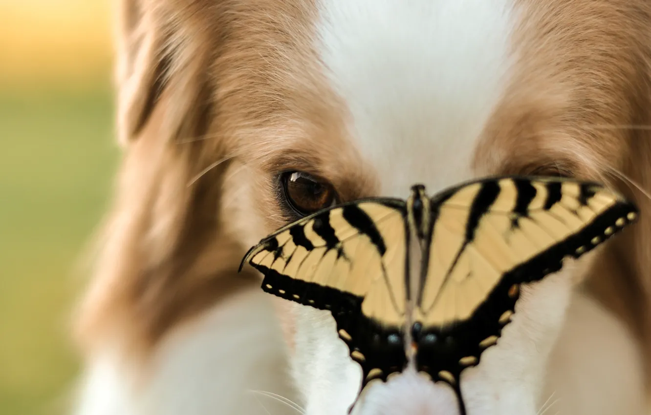 Photo wallpaper animals, face, background, widescreen, Wallpaper, butterfly, dog, blur