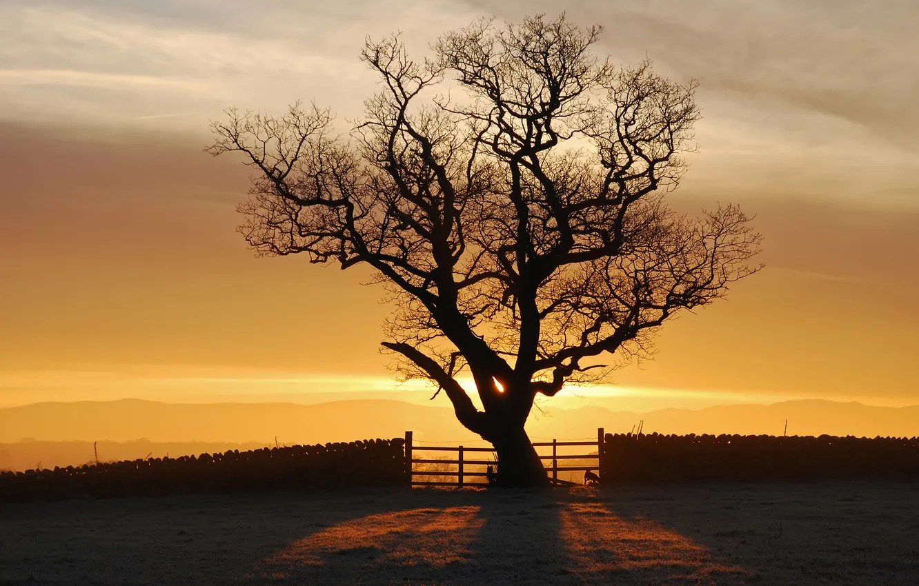 Photo wallpaper the sun, light, trees, sunset, England, fellsiders Photography, Eden Valley