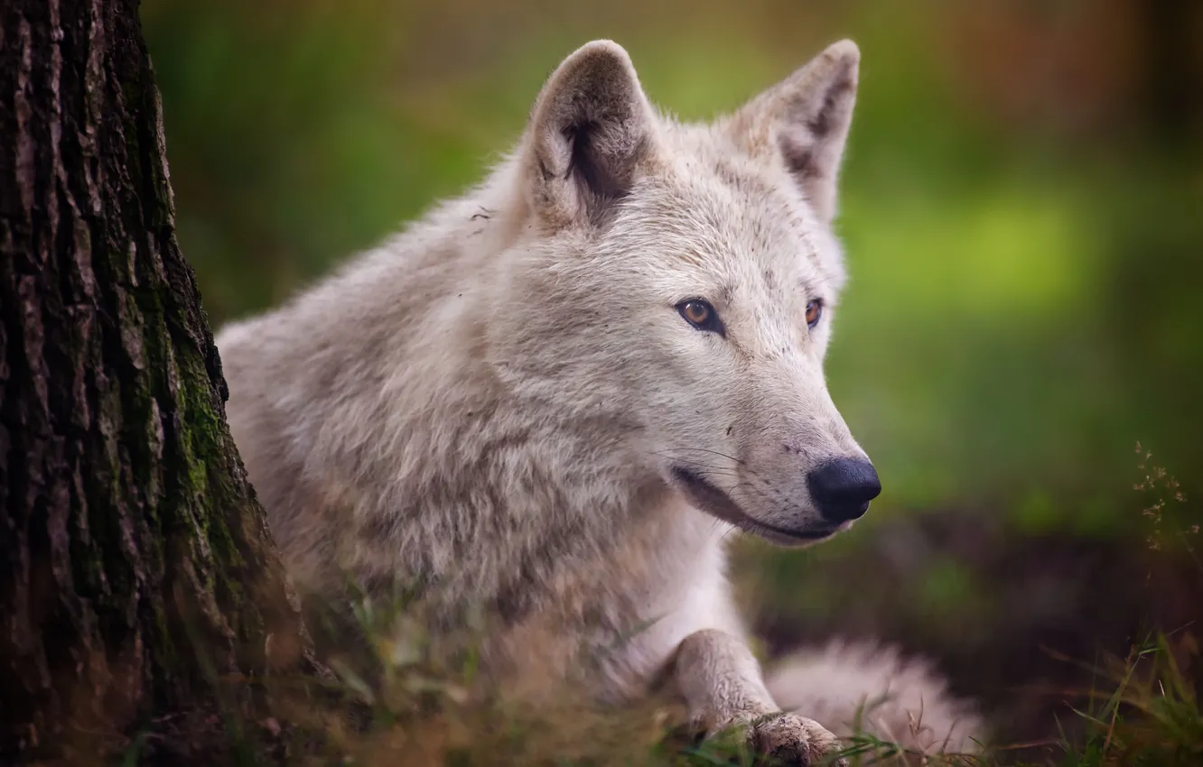 Photo wallpaper predator, Arctic wolf, polar wolf