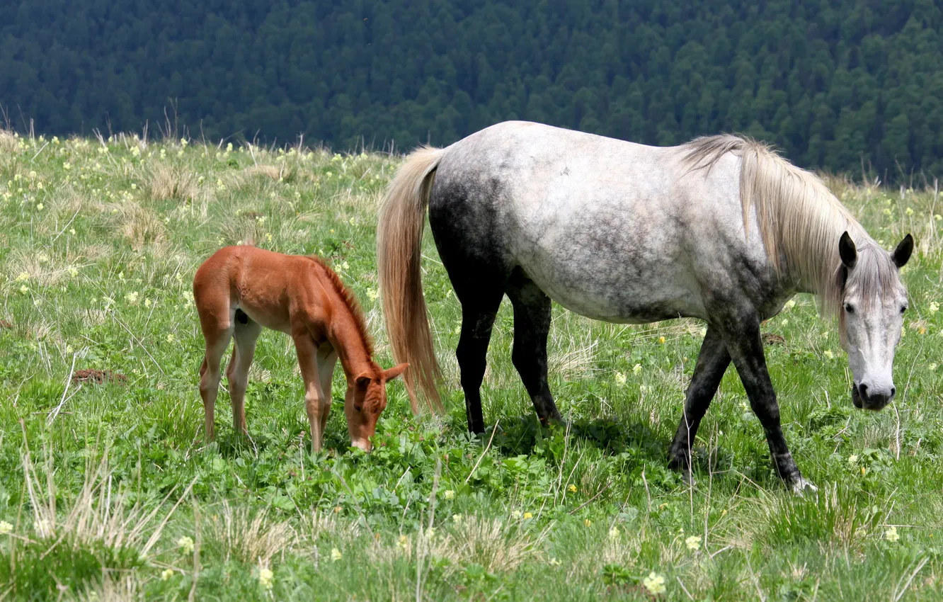 Photo wallpaper FOREST, NATURE, GRASS, HORSE, TAIL, MANE, WHITE, GLADE