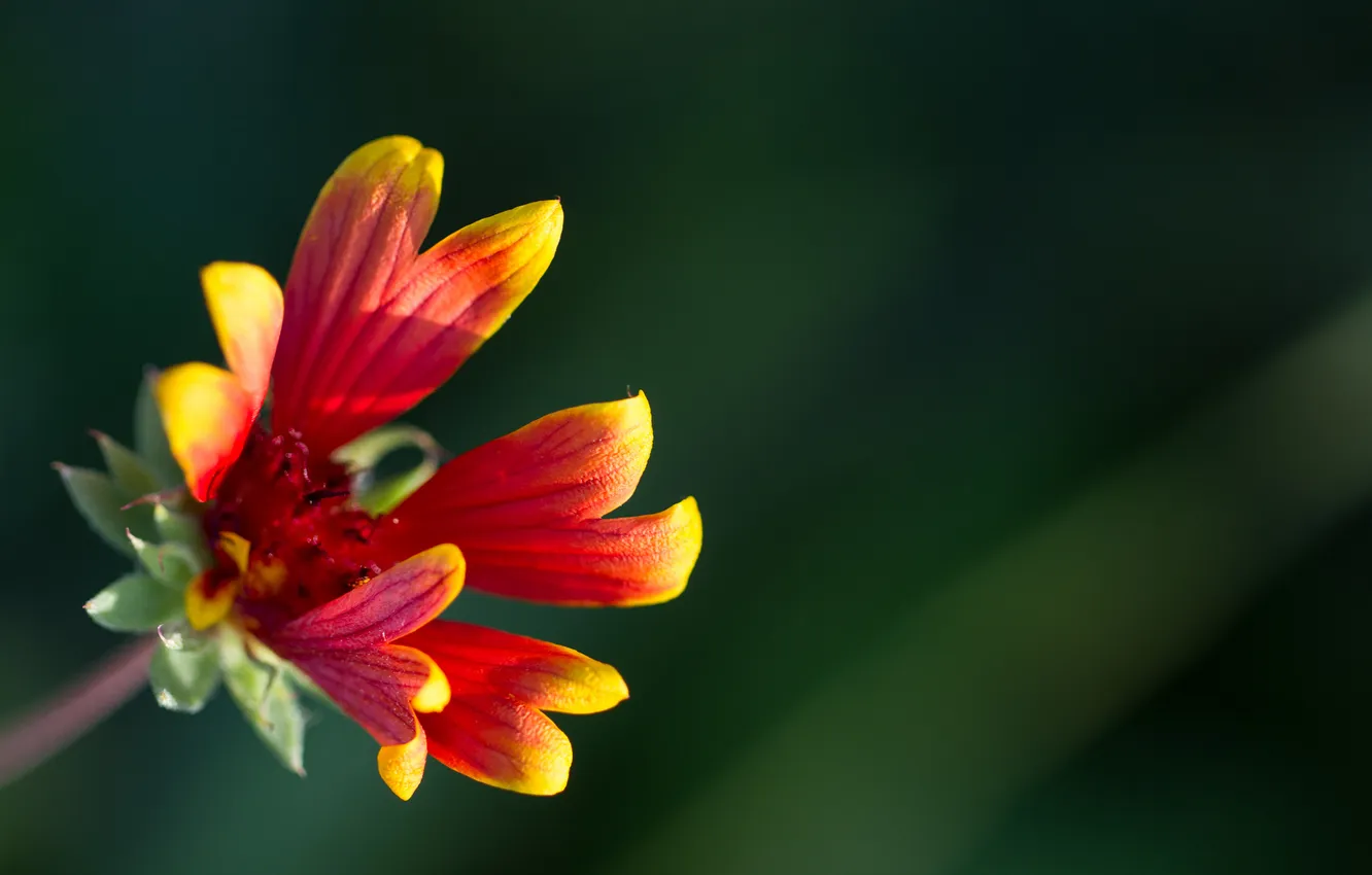 Photo wallpaper flower, background, red-yellow