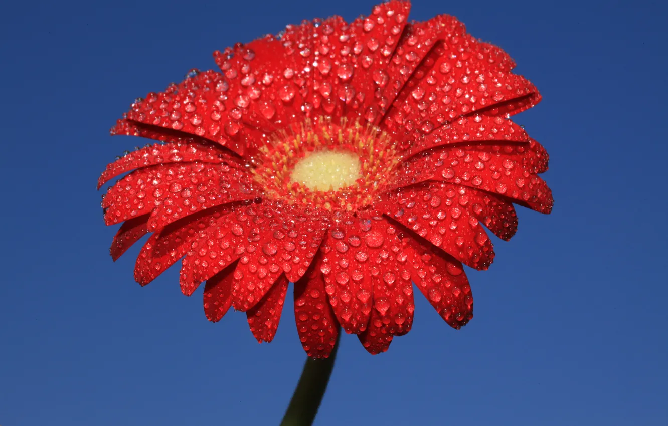 Photo wallpaper the sky, water, drops, flowers, Rosa, petals, gerbera
