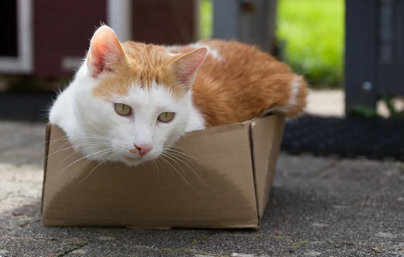 Photo wallpaper cat, eyes, cat, look, box, Kote
