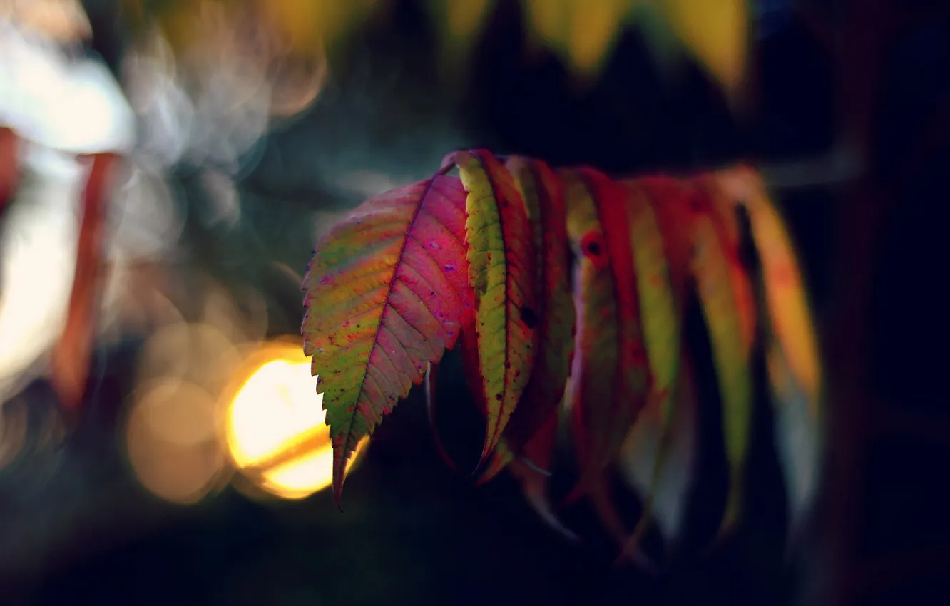 Photo wallpaper leaves, macro, nature