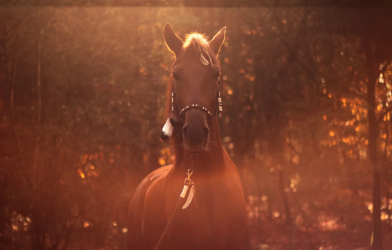 Photo wallpaper horse, horse, blur, feathers