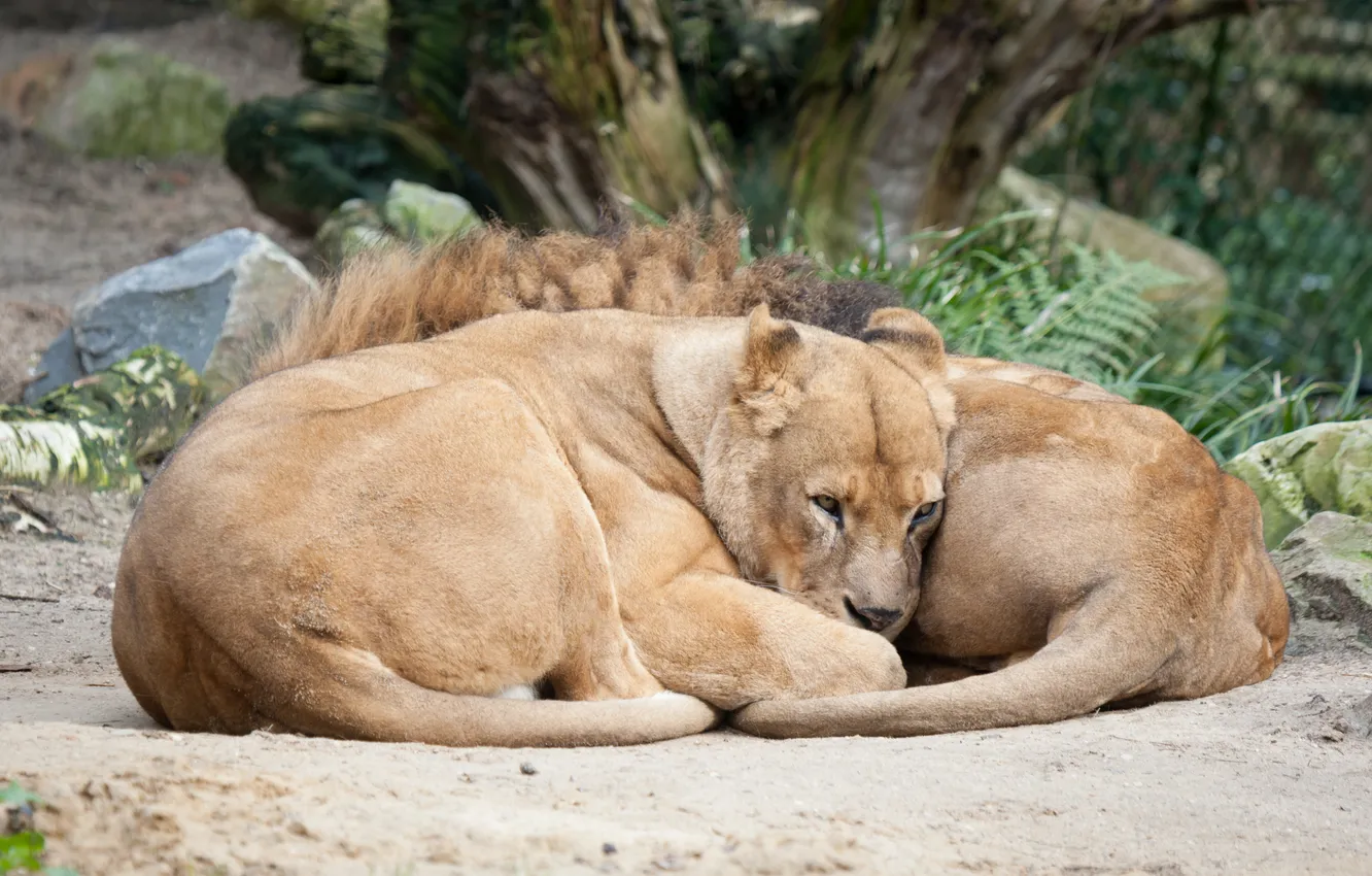 Photo wallpaper cat, stay, Leo, family, lioness