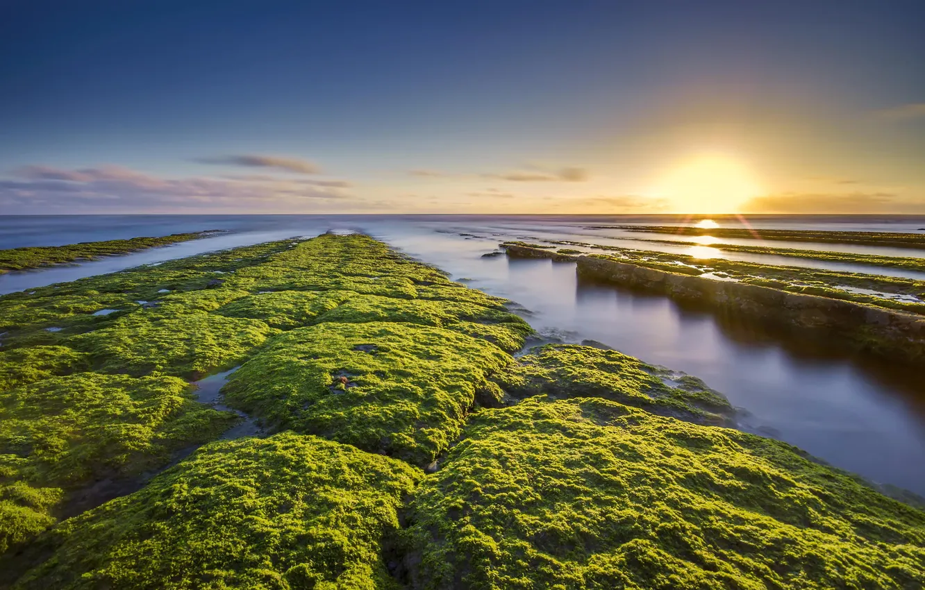 Photo wallpaper sea, algae, nature, coast, morning