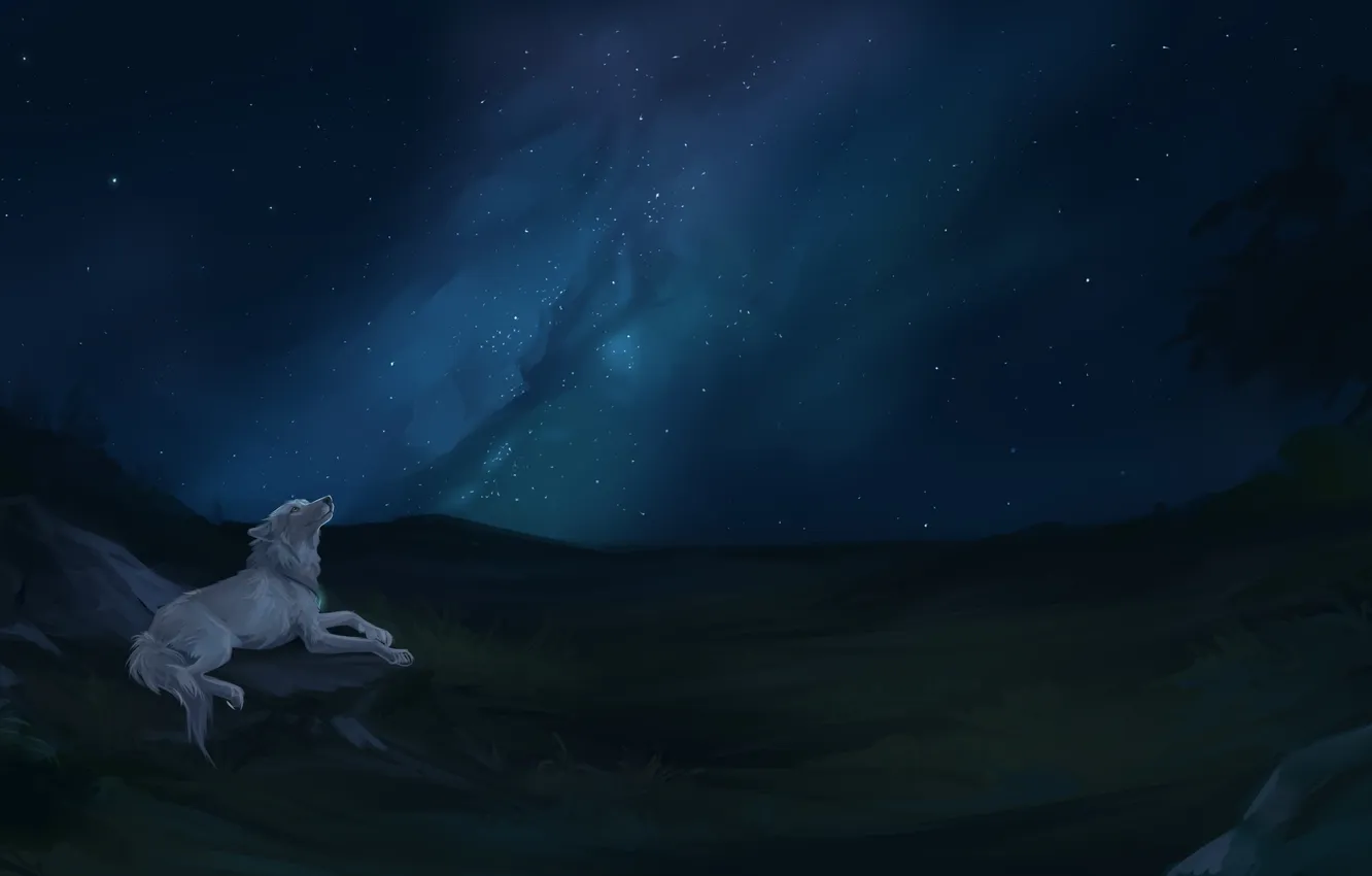 Photo wallpaper stars, nature, wolf, the milky way