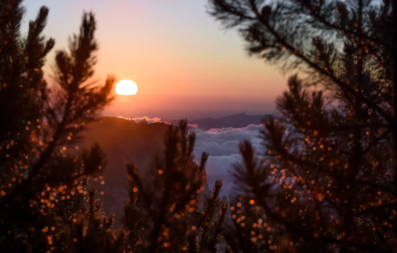 Photo wallpaper twilight, sunset, mountains, clouds, sun, dusk, branches, Romania