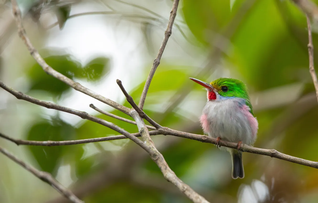 Photo wallpaper Cuba, Cuba, Alejandro de Humboldt National Park, Cuban Bird Todi, Alejandro de Humboldt National Park, …