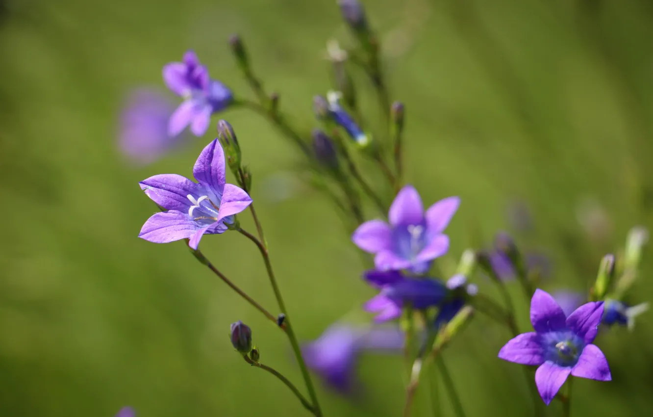Photo wallpaper summer, the sun, flowers, bells