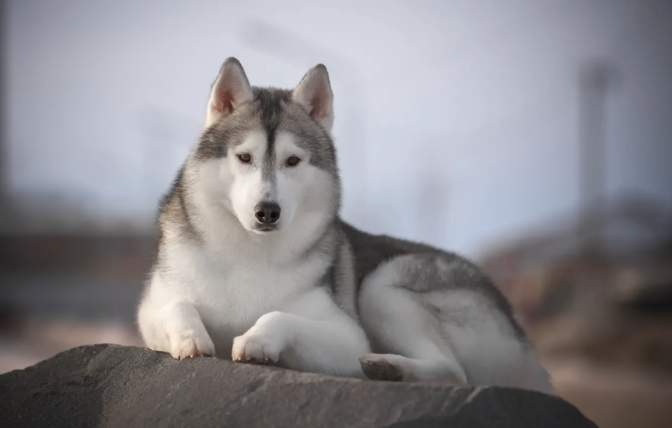 Photo wallpaper nature, stones, stay, dog, husky