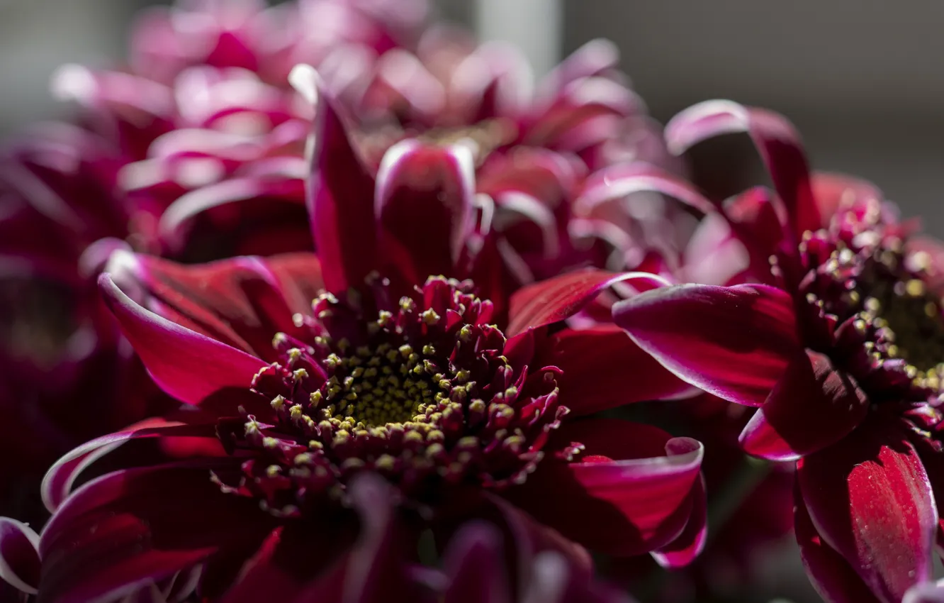 Photo wallpaper the sun, red, black, chrysanthemum