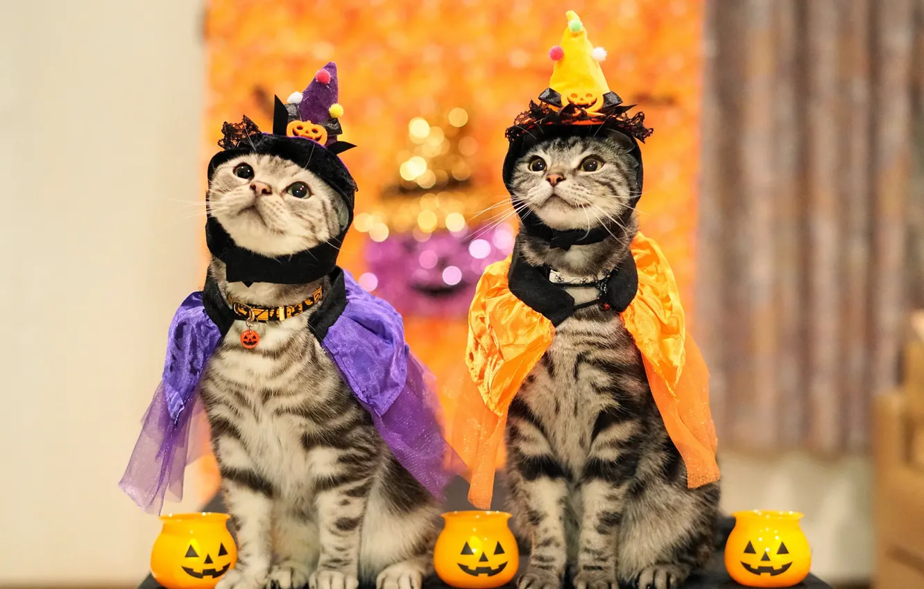 Photo wallpaper autumn, cat, look, holiday, two, pair, costume, outfit