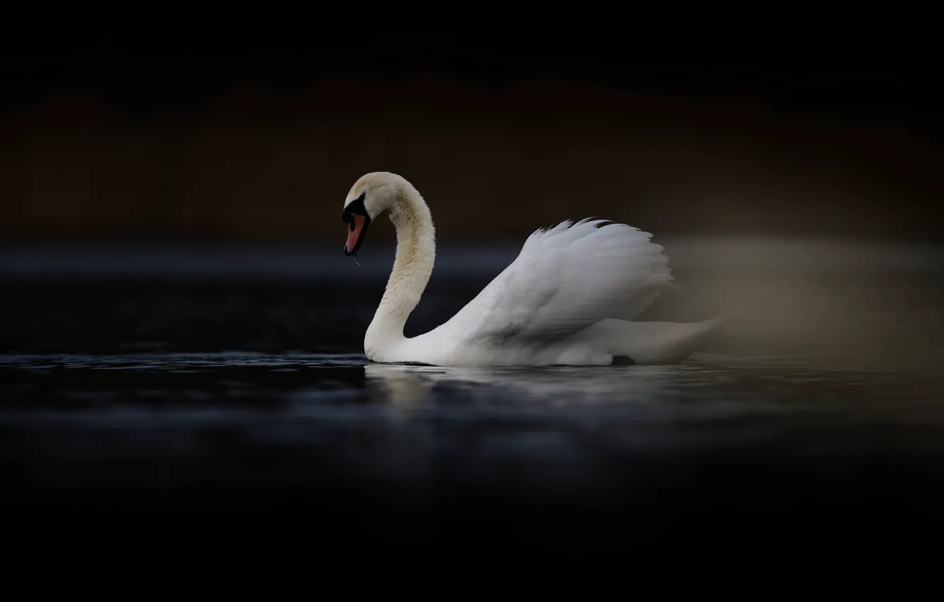 Photo wallpaper the dark background, bird, twilight, swans, pond, swimming
