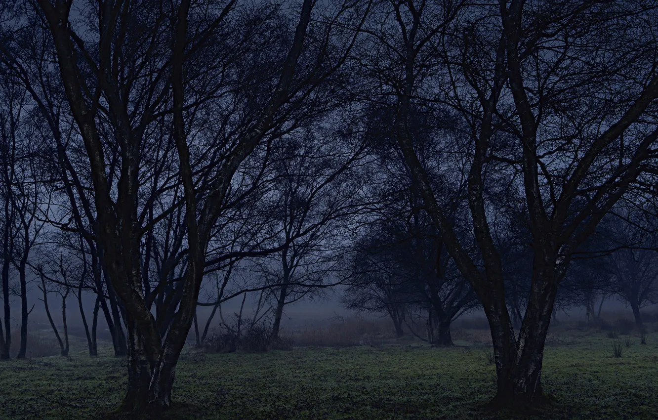 Photo wallpaper forest, trees, nature, Ellie Davies