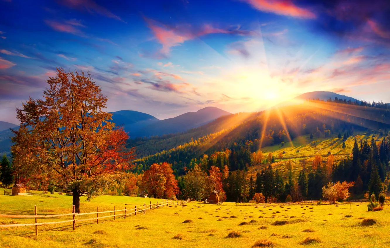 Photo wallpaper field, autumn, forest, the sky, the sun, clouds, rays, trees