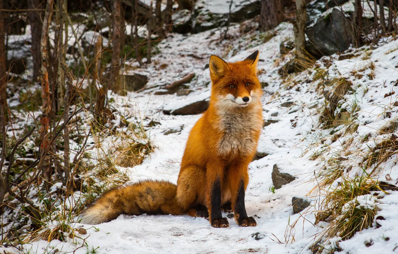 Photo wallpaper winter, forest, grass, look, snow, nature, stones, vegetation