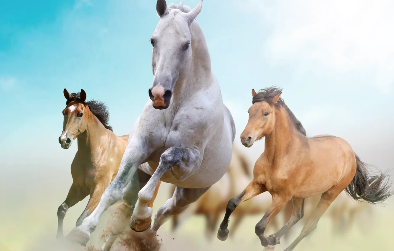Photo wallpaper freedom, horse, running