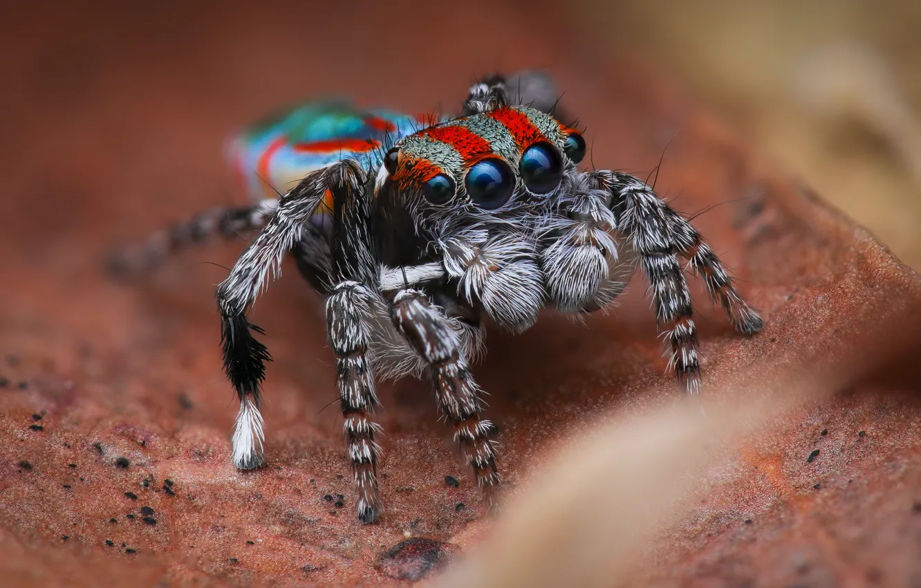 Photo wallpaper look, macro, pose, background, leaf, spider, bokeh, jumper
