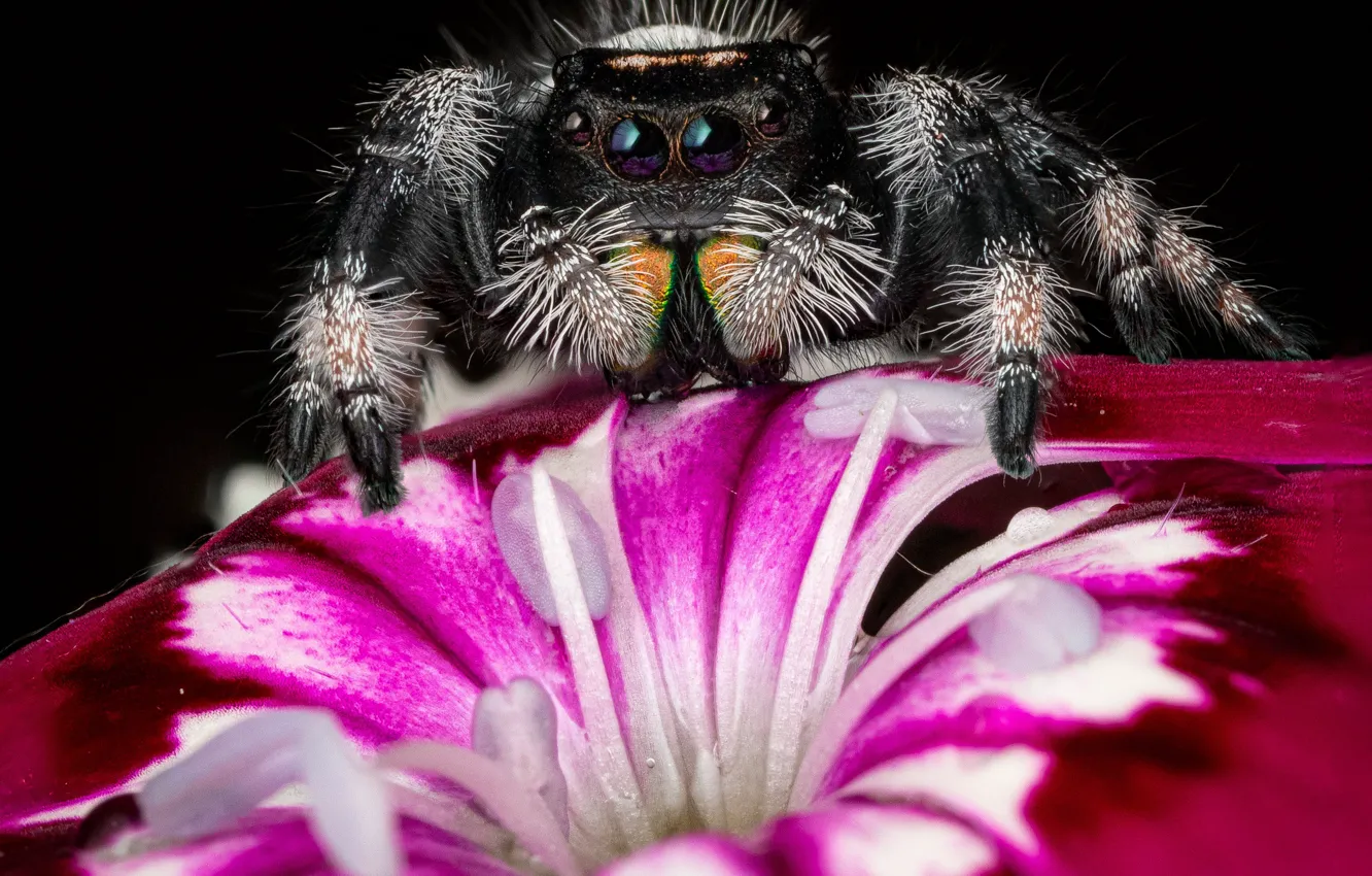 Photo wallpaper look, macro, flowers, spider, pink, black background, jumper, spider