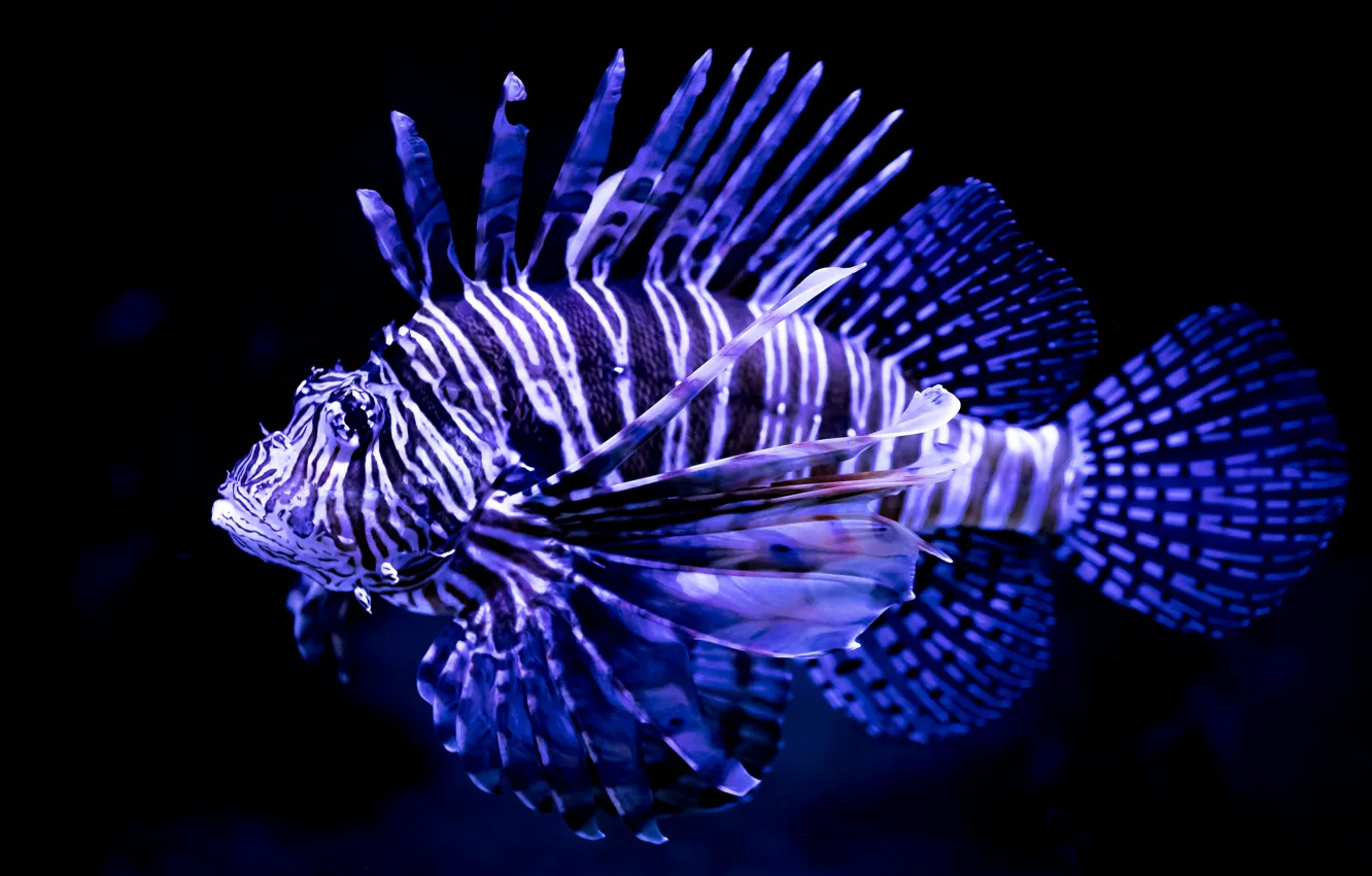 Photo wallpaper sea, background, fish, striped