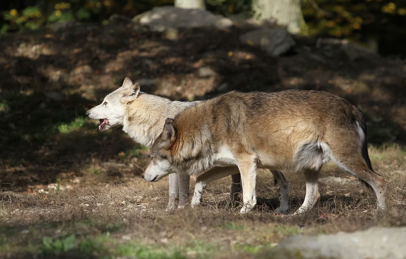 Photo wallpaper Predator, nature, animal, wolf, wildlife, portrait, portrait., Canis lupus. face