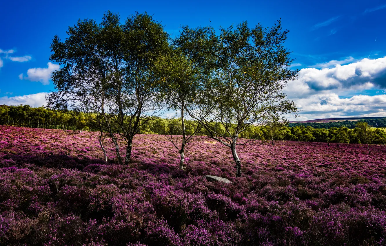 Photo wallpaper trees, England, England, Peak District National Park, Heather, Derbyshire, Derbyshire, National Park Peak district
