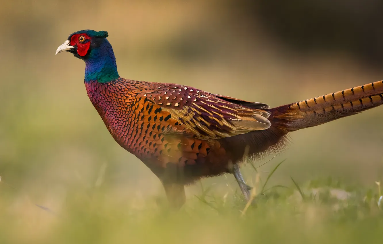Photo wallpaper nature, animal, Pheasant