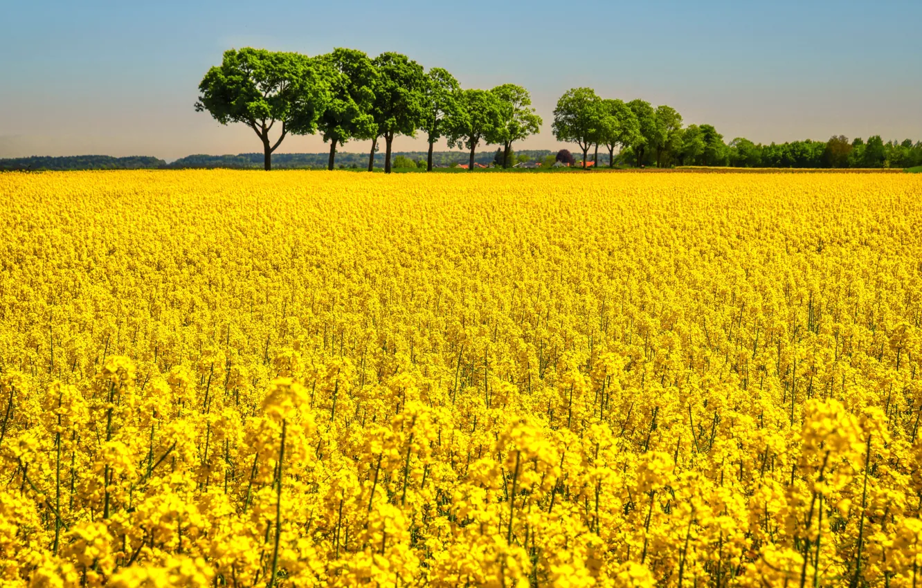 Photo wallpaper field, the sky, trees, flowers, yellow, spring, space, a lot