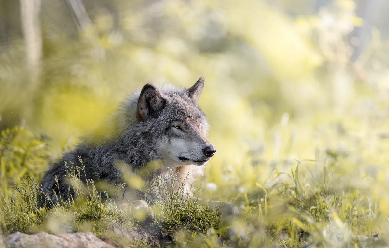 Photo wallpaper nature, background, wolf