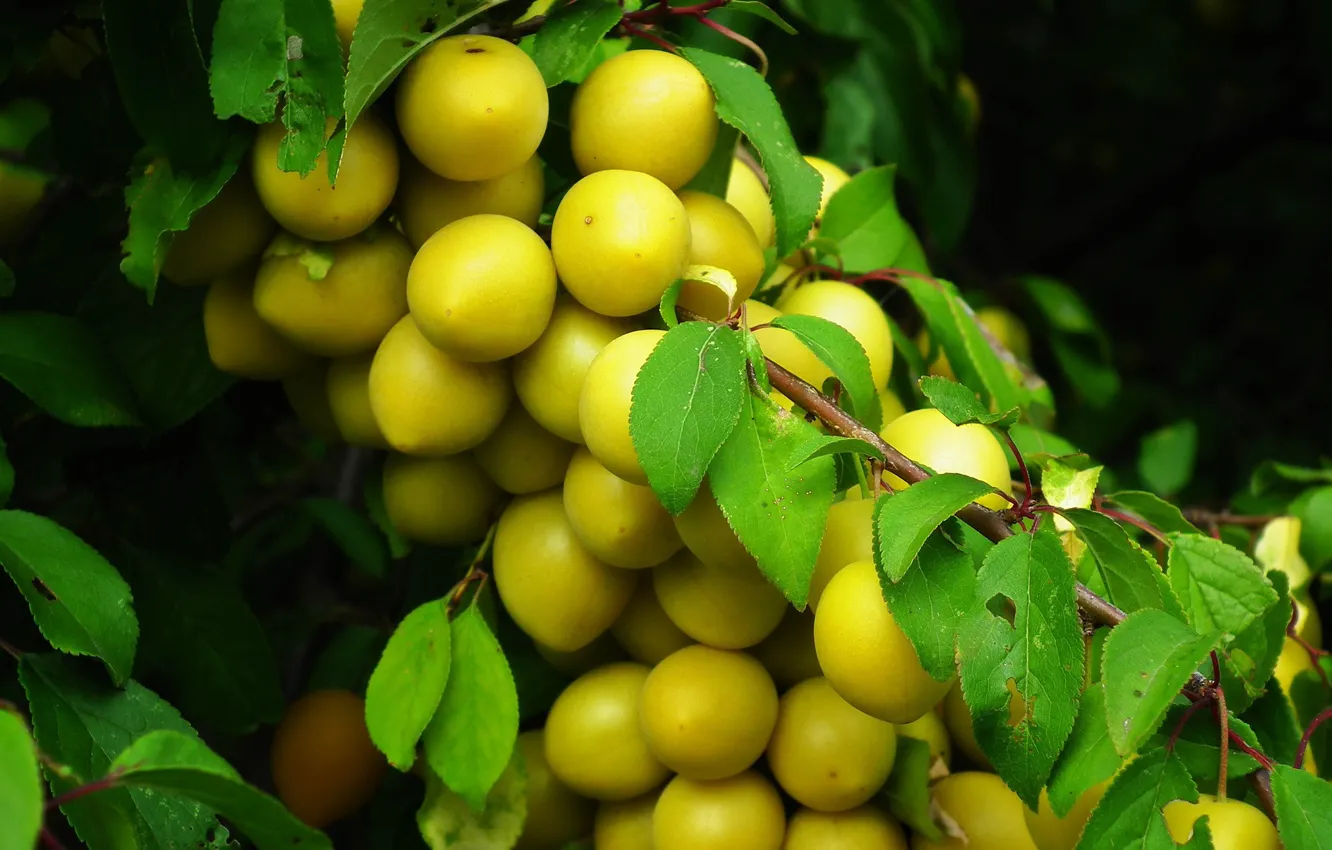 Photo wallpaper trees, nature, fruit, drain