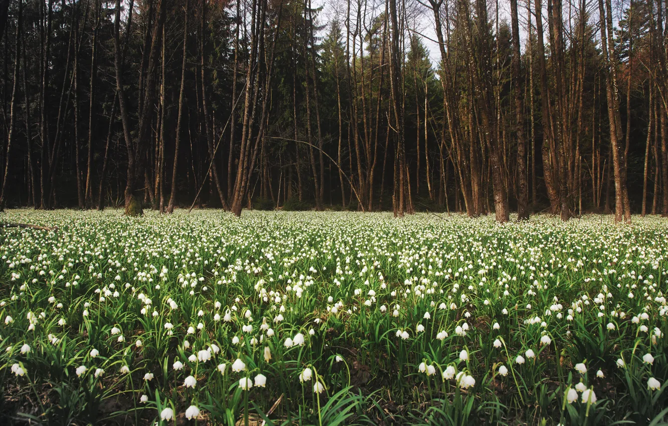 Photo wallpaper forest, nature, glade, spring, snowdrops