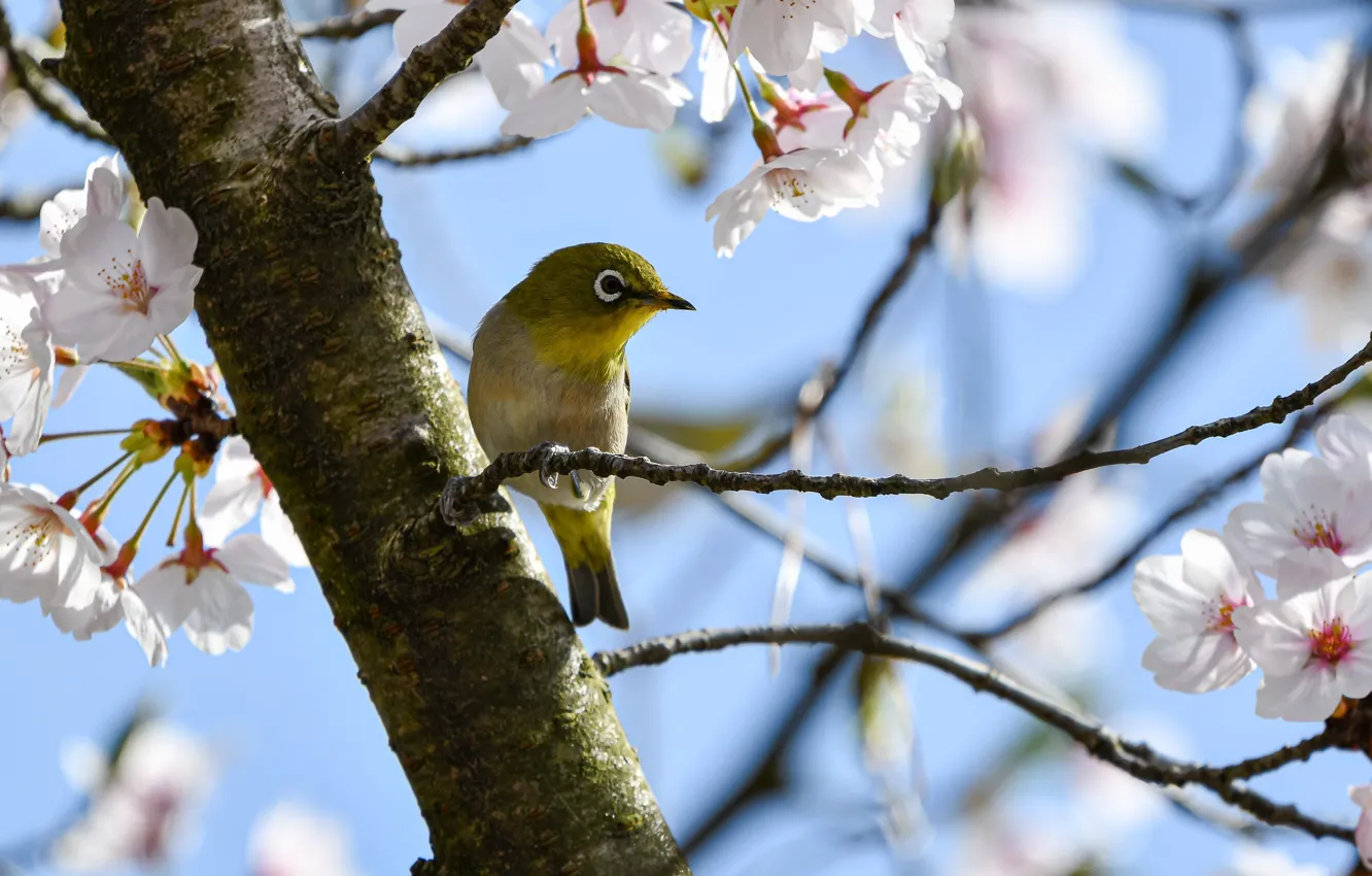 Photo wallpaper trees, nature, cherry, bird, spring, flowering, white-eyed, white eye