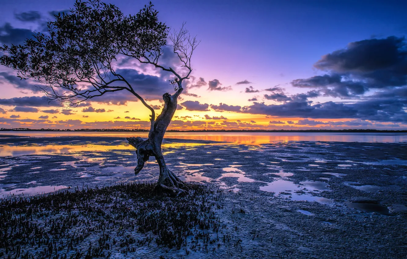Photo wallpaper trees, sunrise, dawn, Australia, Australia, Queensland, QLD, Pumicestone Channel
