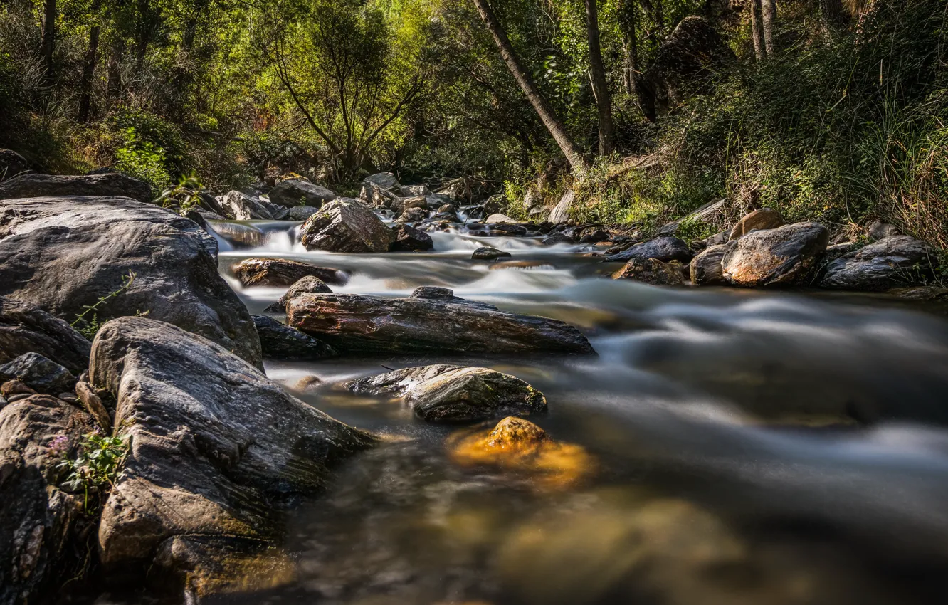 Photo wallpaper forest, river, stones, stream