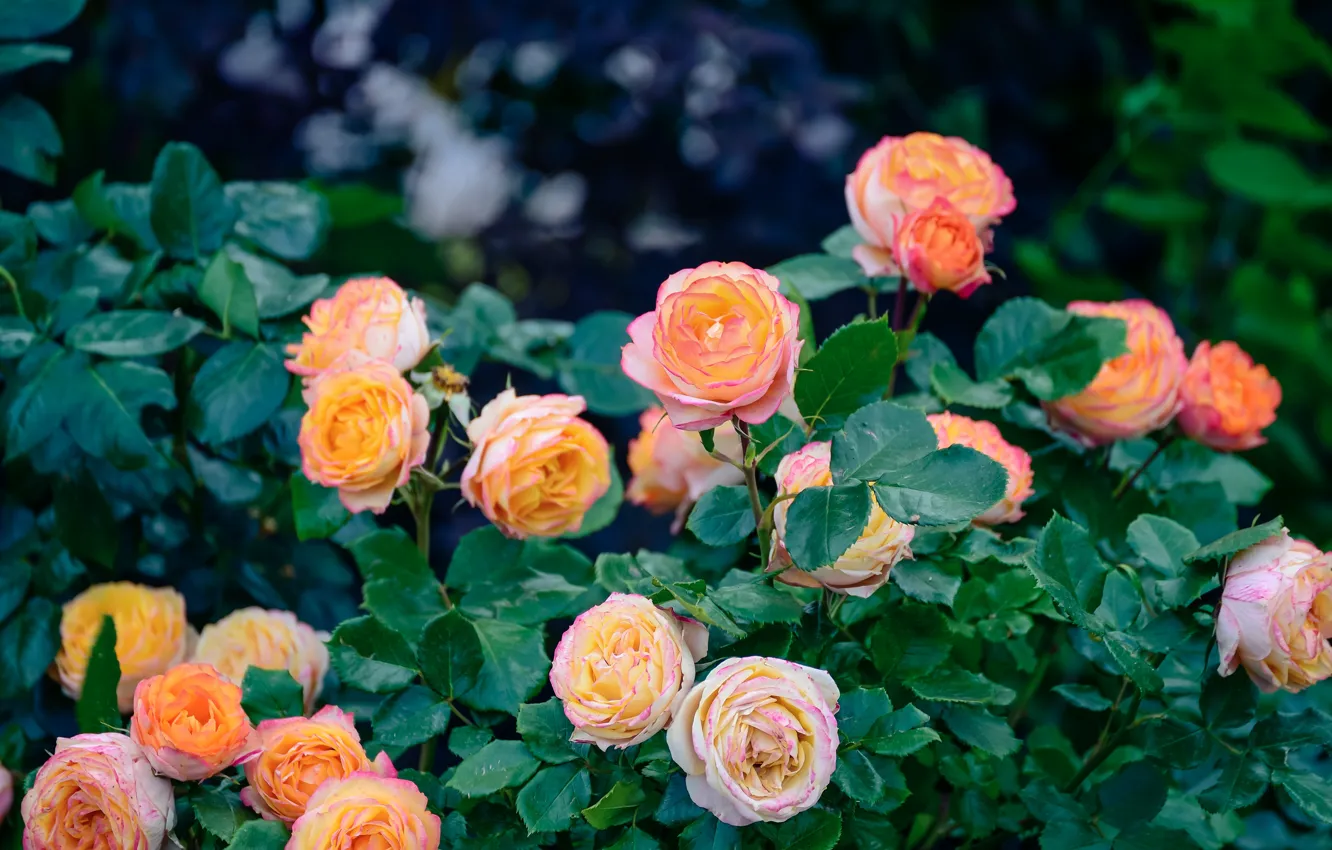 Photo wallpaper leaves, flowers, orange, roses, garden, a lot, bokeh, rose Bush