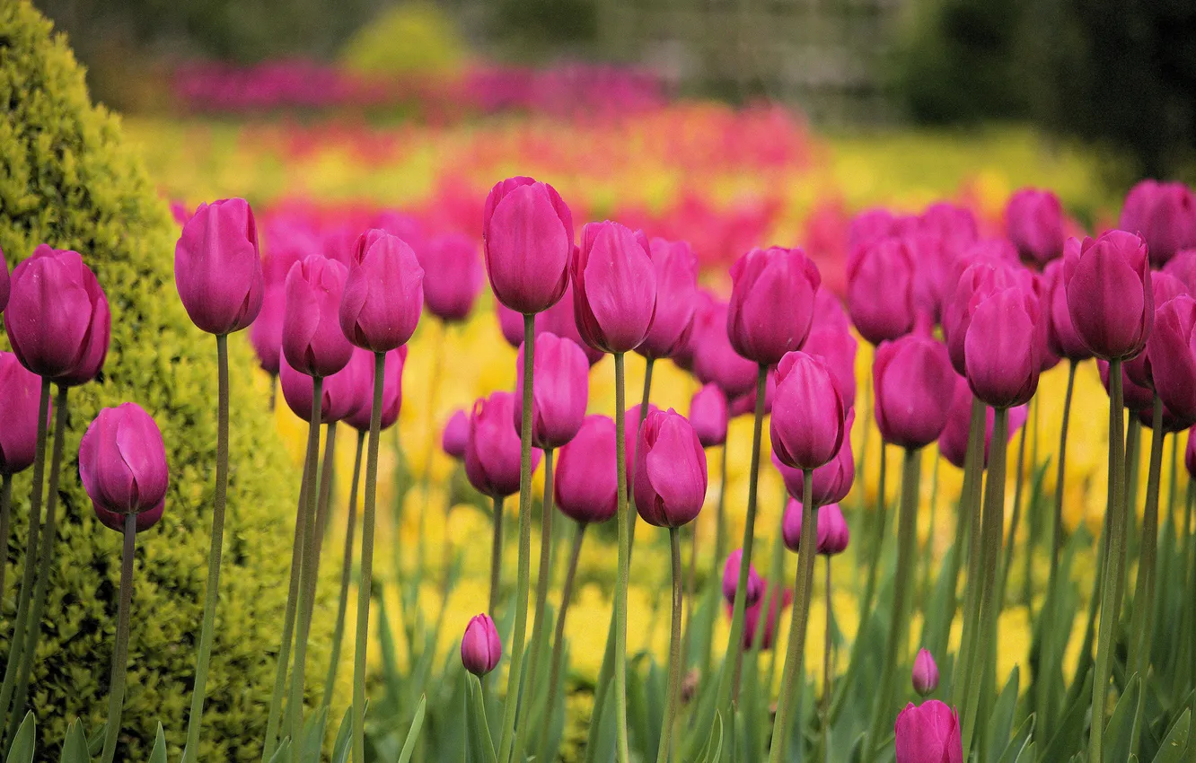 Photo wallpaper flowers, spring, tulips, pink, buds, flowerbed, yellow background, bokeh