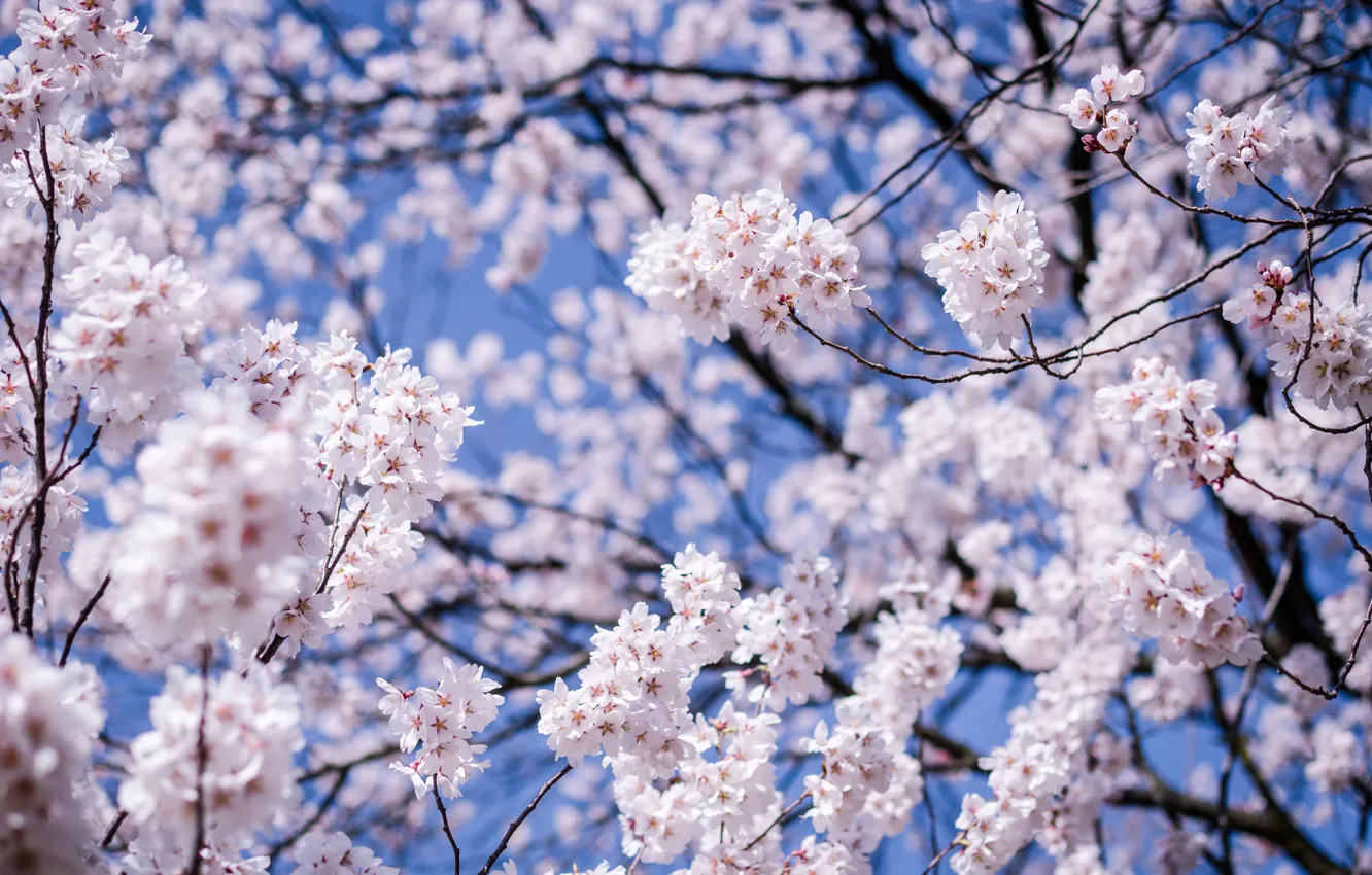 Photo wallpaper the sky, macro, flowers, branches, cherry, tree, Japan, blur