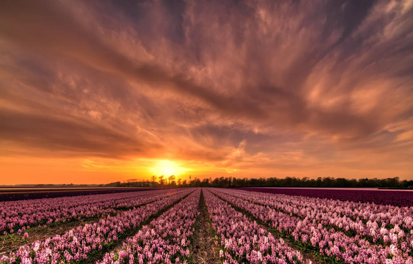 Photo wallpaper field, the sky, the sun, clouds, sunset, flowers, beauty, the evening