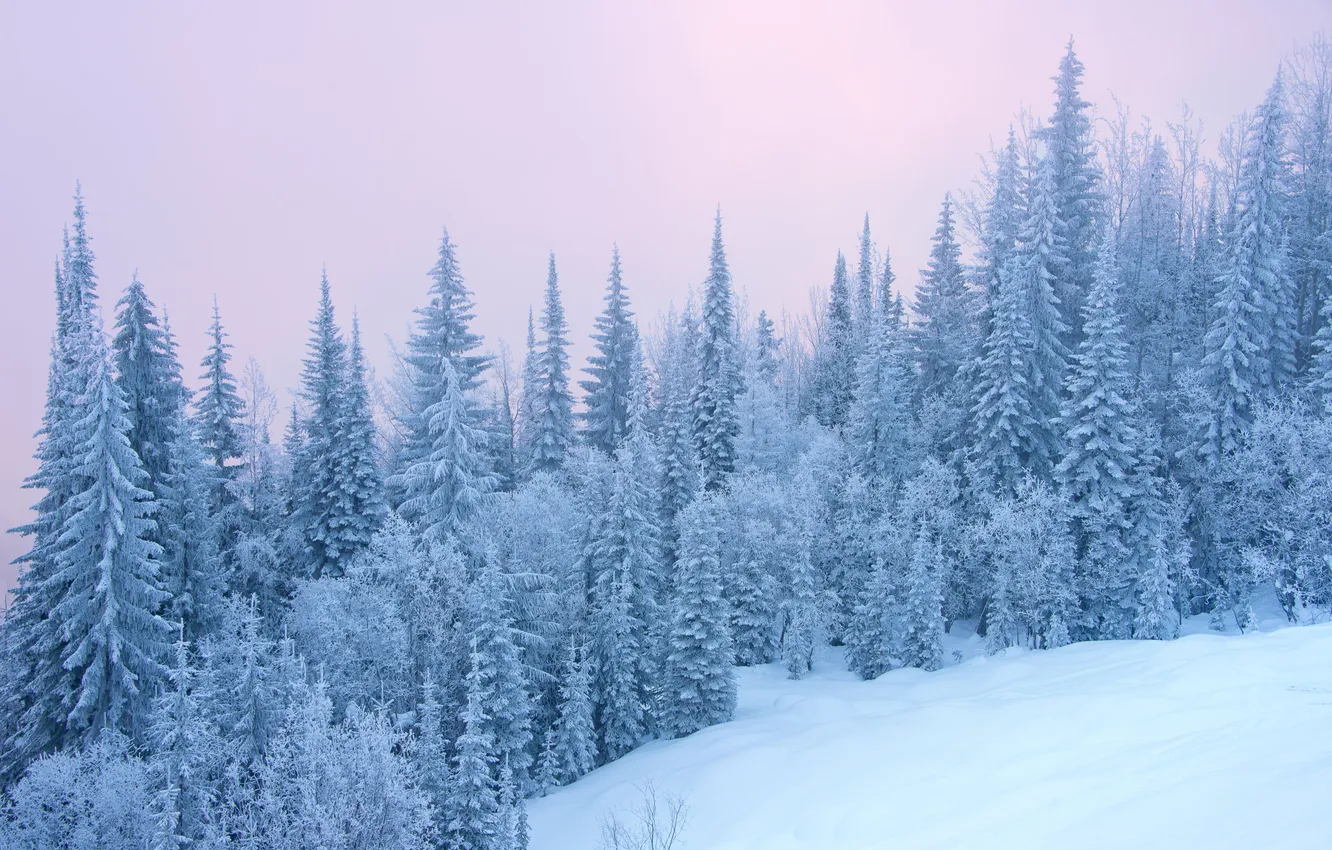 Photo wallpaper winter, frost, forest, the sky, snow, nature, in the snow, view