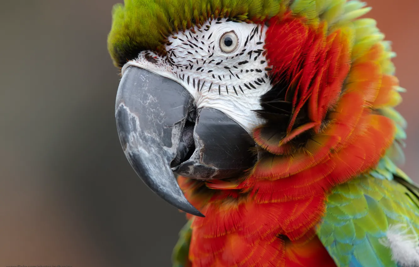Photo wallpaper look, background, bird, beak, parrot, Ara