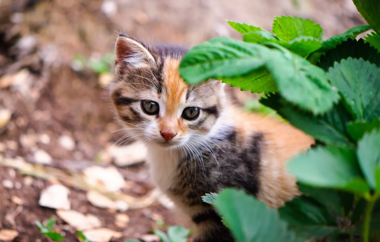 Photo wallpaper cat, nature, background