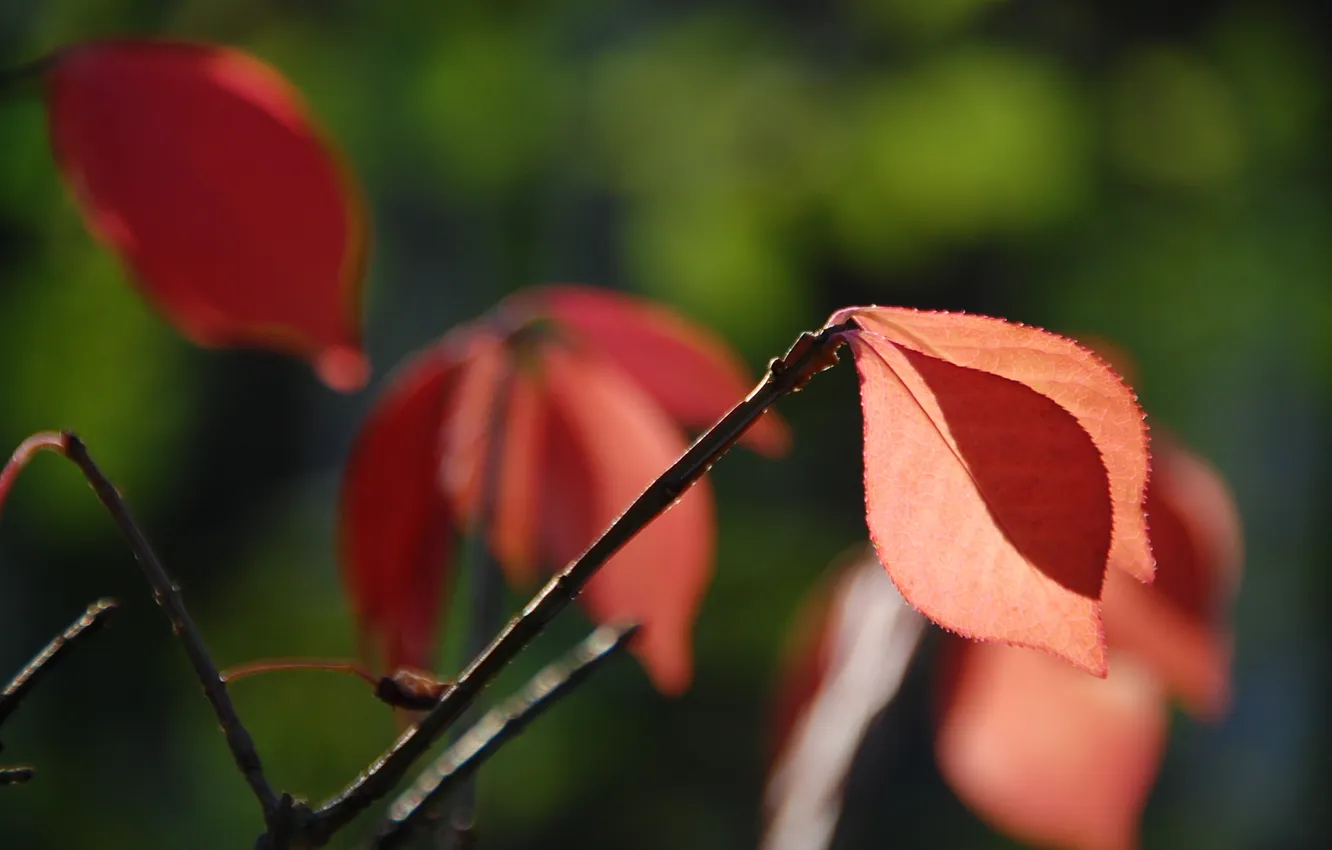 Photo wallpaper summer, macro, background, petals