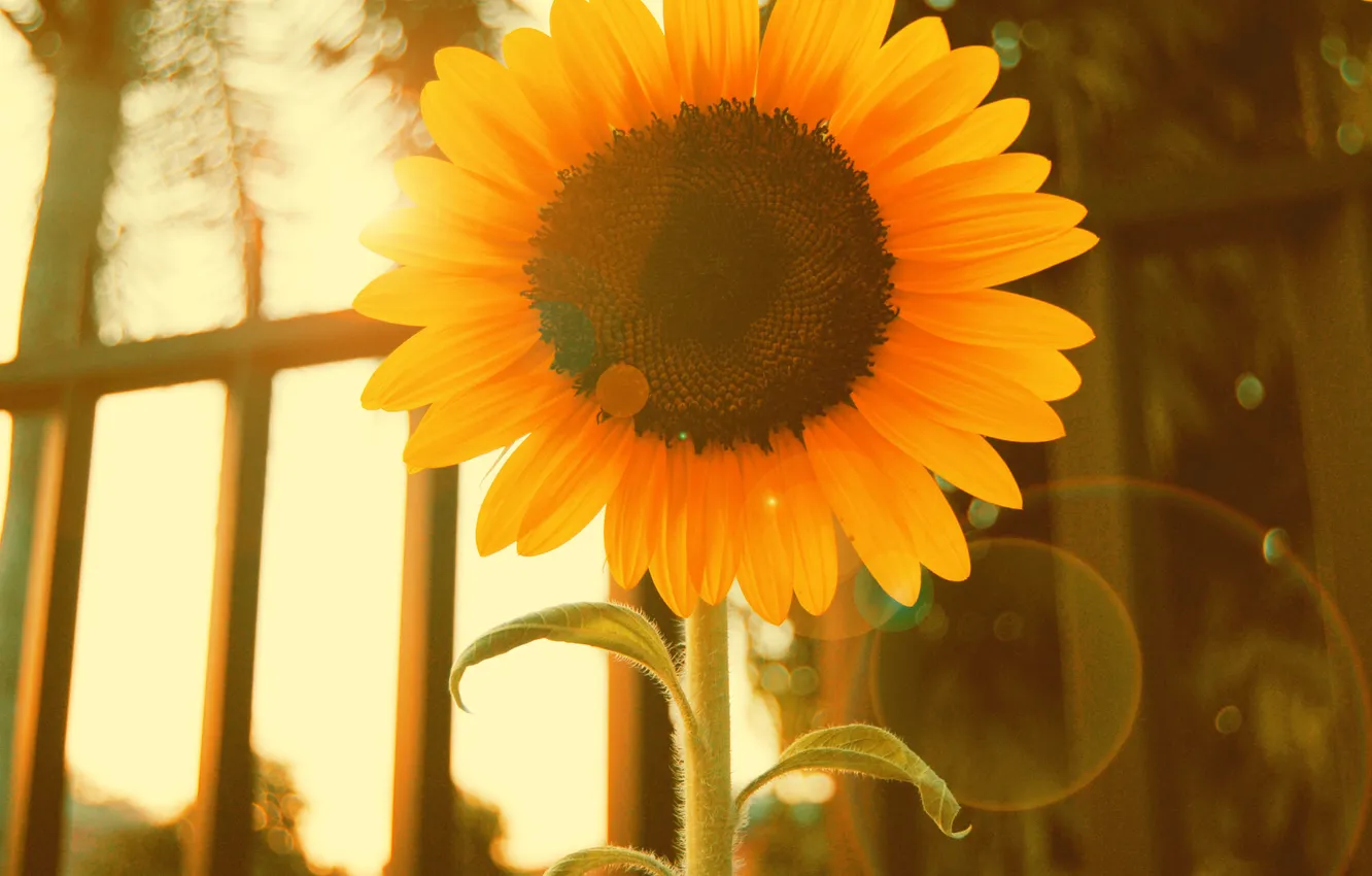 Photo wallpaper flower, yellow, sunflower, petals