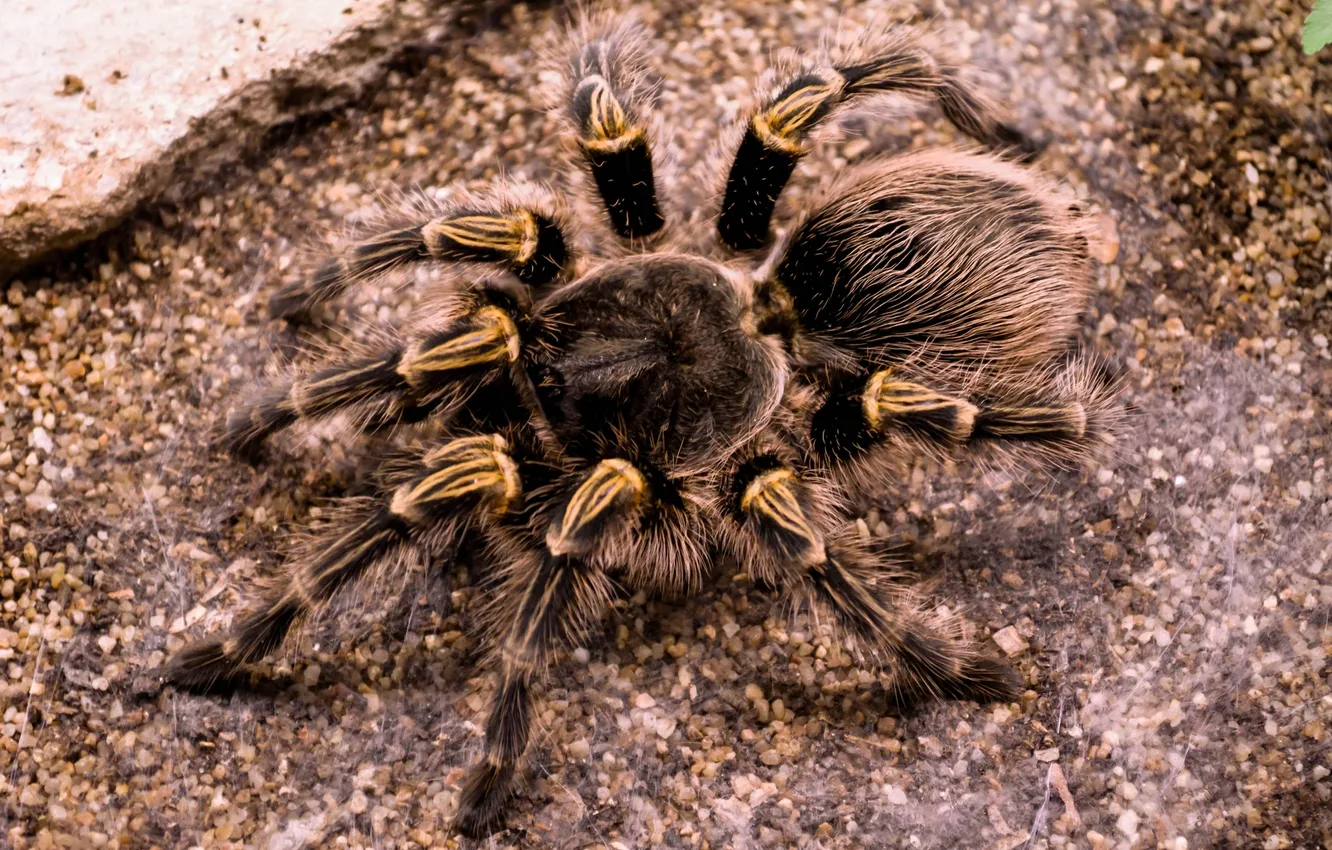 Photo wallpaper legs, hair, Spider