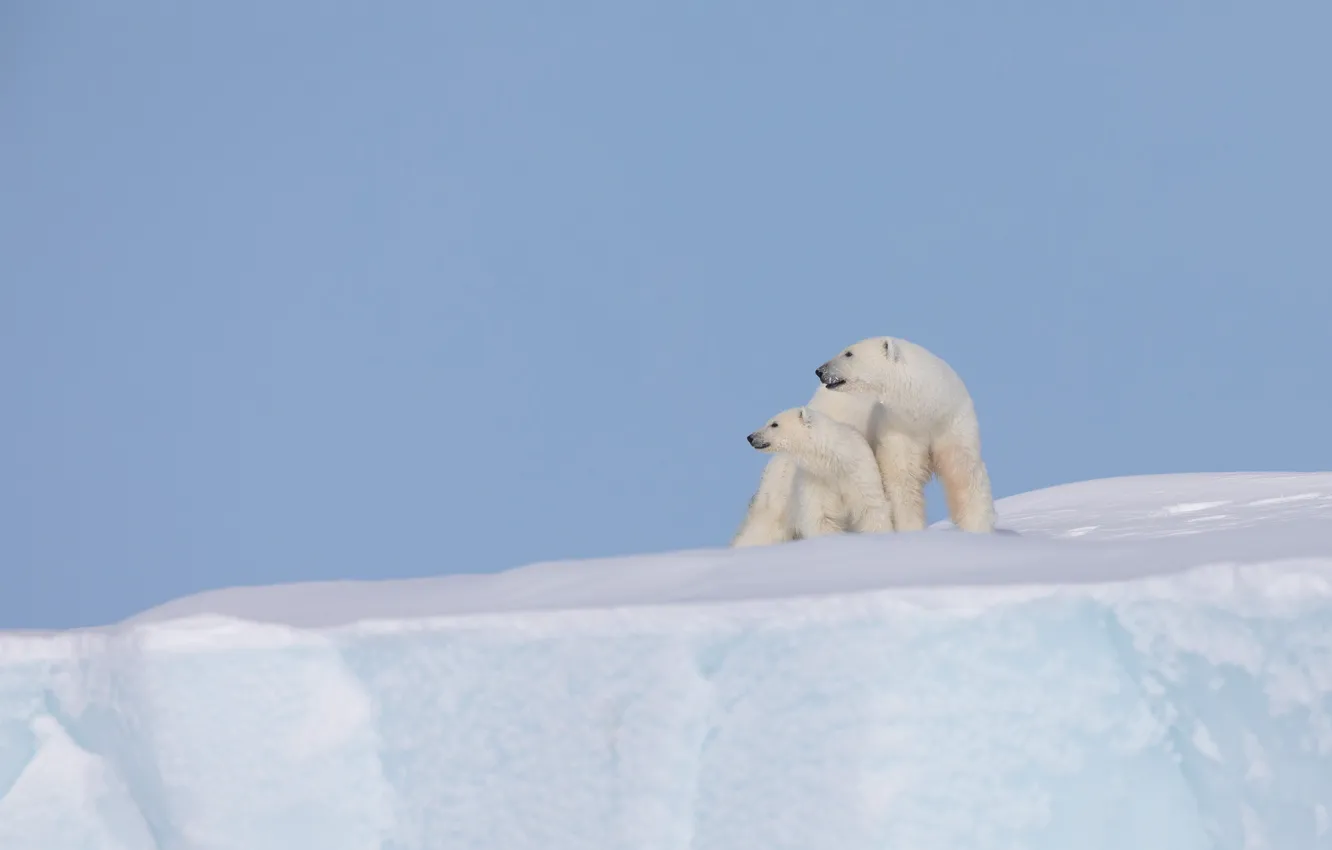 Photo wallpaper snow, background, iceberg, bear, cub, polar bears, bear, polar bears