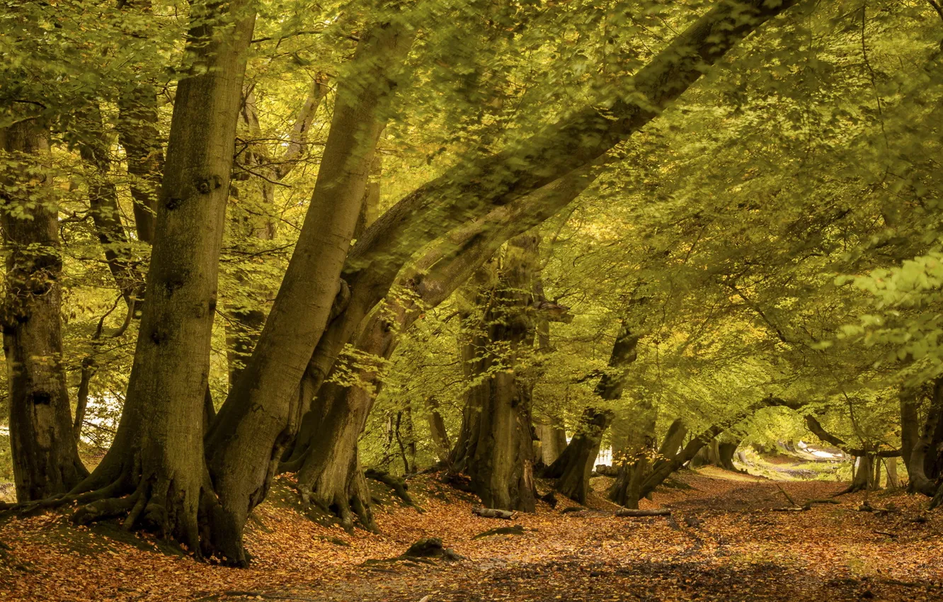 Photo wallpaper road, autumn, trees, landscape