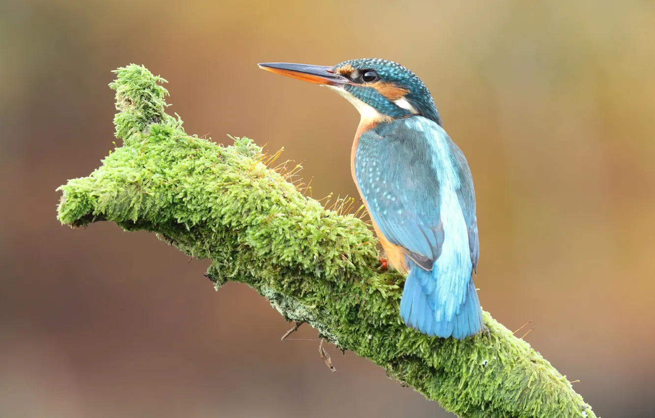 Photo wallpaper look, branches, green, background, blue, bird, moss, back